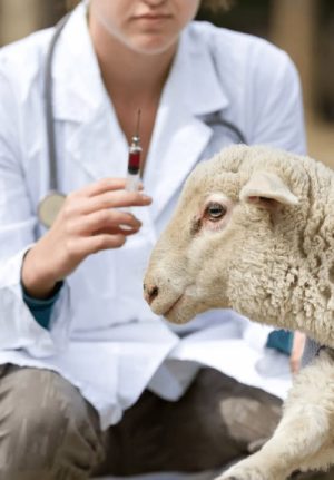 Констатирани нови огнища на шарка по овцете