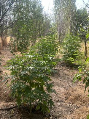 Задържаха двама с дрога