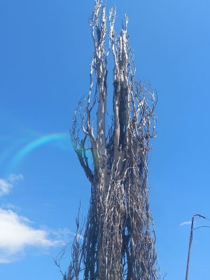 Община Пазарджик отстранява изсъхнали опасни дървета в парк „Стадиона“