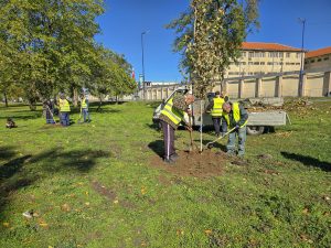 Община Пазарджик засажда нови дървета в парк „Стадиона“