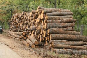 ЮЦДП: Задържани са близо 488 куб. м дървесина, станала обект на посегателства, в областите Смолян, Пловдив, Пазарджик и Кърджали
