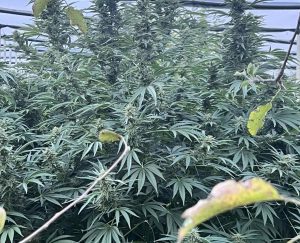 Голямо количество канабис откриха и иззеха криминалисти от РУ-Пазарджик.