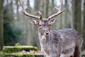 Фауната на област Пазарджик – дом на мечки, вълци и редки видове