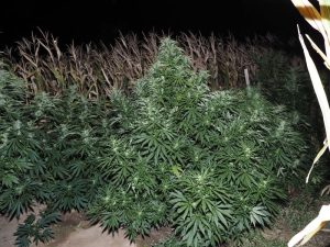 Задържаха сириец с марихуана в хотел в Панагюрище