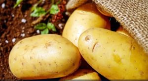 Празник на картофите във Велинград