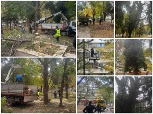 Санитарна сеч върви в Градската градина в Пазарджик