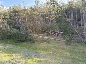 Дърво падна на пътя Панагюрище- Стрелча