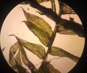 „Малки откриватели в големия свят на водата“ – РЗИ на гости в ДГ „Слънчо“