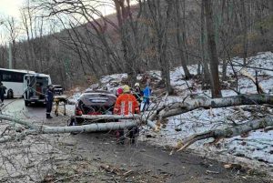 Паднало дърво затвори пътя за с.Свобода