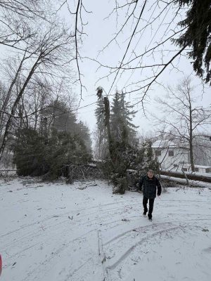 Силният вятър събори дърво на пътя за с.Панагюрски колонии
