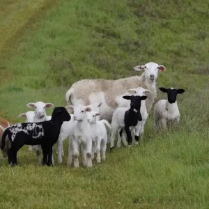 Въвеждат превантивни мерки срещу шарка и шап по животните в област Пазарджик
