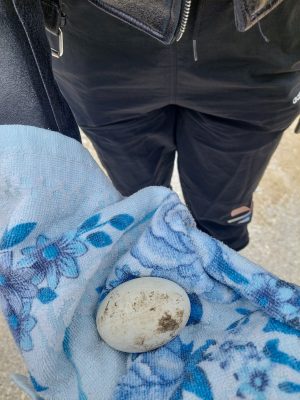 „Добро сърце“ и предприемач спасиха неродено щъркелче