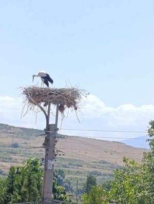 РИОСВ – Пазарджик и „Електроразпределение Юг“ ЕАД с успешни спасителни акции