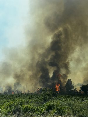 Пожар от сухи треви гори срещу ханче Церово