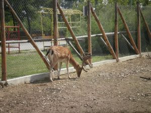 Общинските съветници в Пазарджик одобриха проект за зоопарка